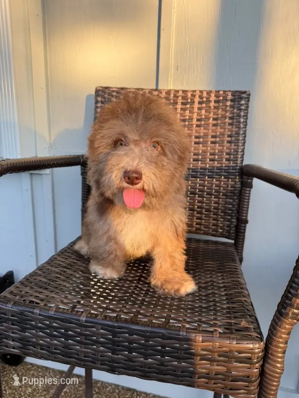Kira – Poodle - Miniature  puppy for sale in Orlando, FL