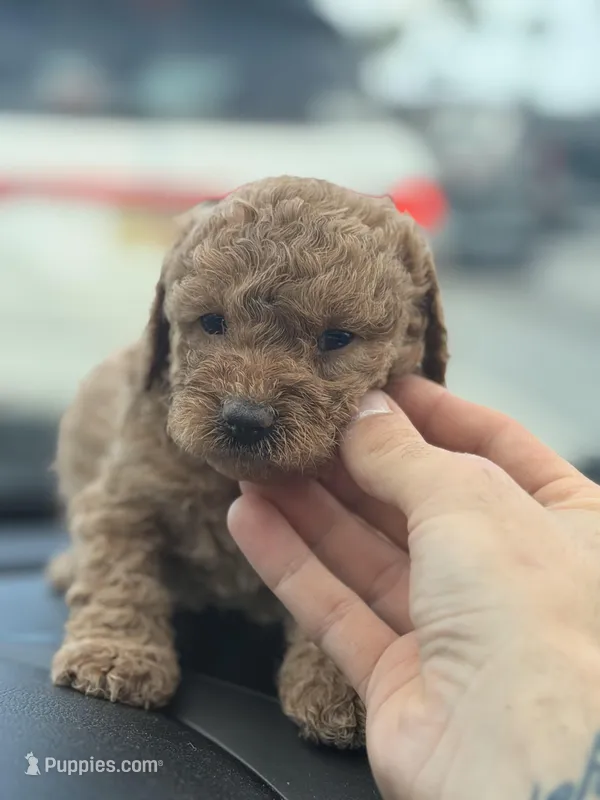 Teddi, a female Miniature Goldendoodle for sale in Orlando, FL – Photo 1 of 3