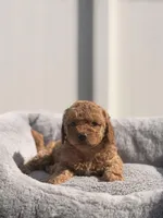 Lily, a female Miniature Goldendoodle for sale in Orlando, FL – Photo 3 of 3