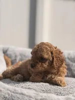 Lily, a female Miniature Goldendoodle for sale in Orlando, FL – Photo 2 of 3