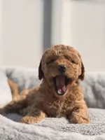 Lily, a female Miniature Goldendoodle for sale in Orlando, FL – Photo 1 of 3