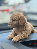 Teddi, a female Miniature Goldendoodle for sale in Orlando, FL – Photo 2 of 3