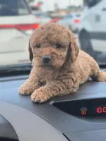 Teddi, a female Miniature Goldendoodle for sale in Orlando, FL – Photo 3 of 3
