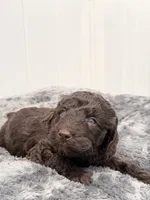 Akiles, a male Goldendoodle for sale in Orlando, FL – 2 of 2
