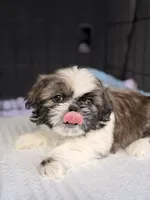 León, a male Shih Tzu for sale in Orlando, FL – 6 of 6