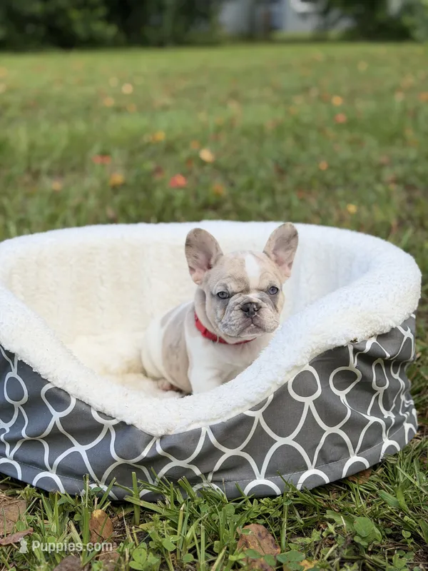 Honey 🤍 – French Bulldog puppy for sale in Orlando, FL