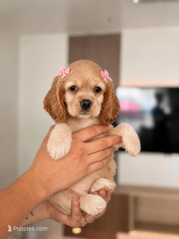 Tini – Cocker Spaniel puppy for sale in Orlando, FL