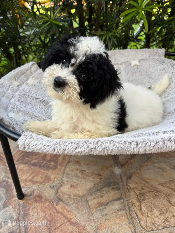 Luna – Miniature Goldendoodle puppy for sale in Orlando, FL