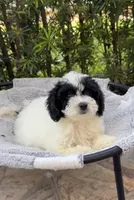 Luna, a female Miniature Goldendoodle for sale in Orlando, FL – Photo 2 of 2