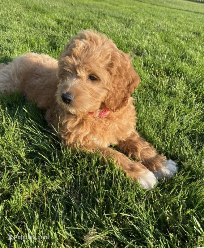 Nana – Miniature Goldendoodle puppy for sale in Orlando, FL