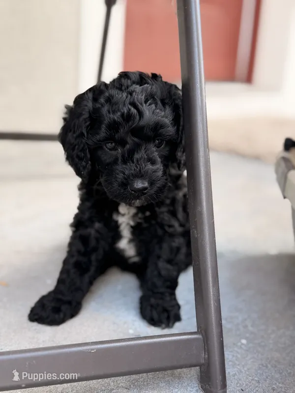 Darling – Miniature Goldendoodle puppy for sale in Orlando, FL