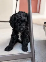 Darling, a female Miniature Goldendoodle for sale in Orlando, FL – 1 of 3