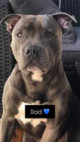 🩵Luca blue fawn gator bully, a male American Bully for sale in Beverly Hills, FL – 4 of 5
