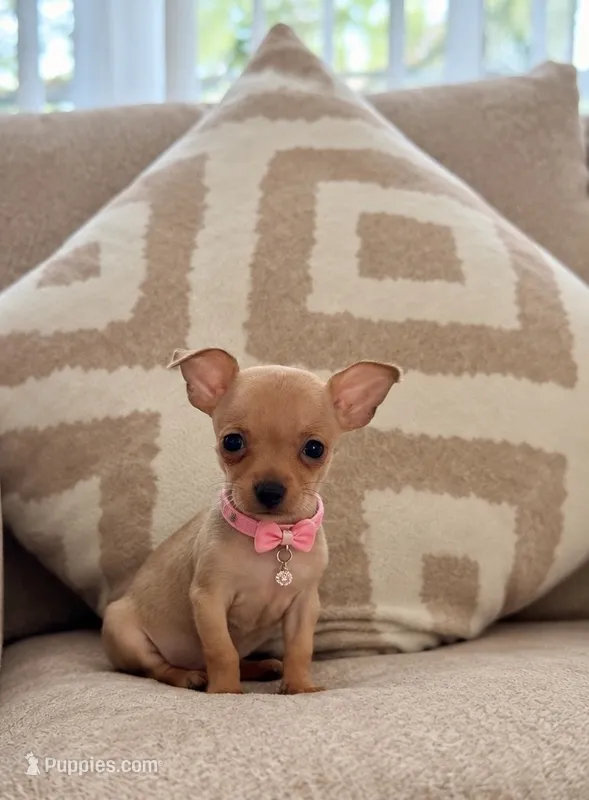  Tinny – Chihuahua puppy for sale in Orlando, FL