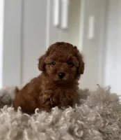 Lina, a female Poodle - Toy  for sale in Orlando, FL – 2 of 2