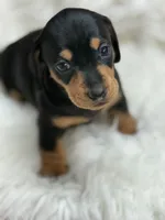 Lola, a female Dachshund for sale in Orlando, FL – 2 of 3