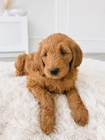Charie , a female Goldendoodle for sale in Orlando, FL – 3 of 3