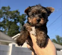 Lucas, a male Yorkshire Terrier for sale in Orlando, FL – 3 of 3