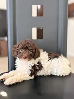 Akiles , a male Poodle - Miniature  for sale in Orlando, FL – 4 of 4