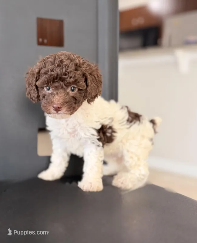 Akiles  – Poodle - Miniature  puppy for sale in Orlando, FL