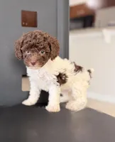 Akiles , a male Poodle - Miniature  for sale in Orlando, FL – 1 of 4