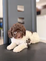 Akiles , a male Poodle - Miniature  for sale in Orlando, FL – 2 of 4