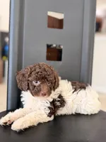 Akiles , a male Poodle - Miniature  for sale in Orlando, FL – 3 of 4