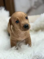 Lili, a female Dachshund for sale in Orlando, FL – 3 of 3