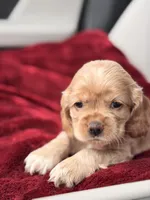 Tini, a female Cocker Spaniel for sale in Orlando, FL – 3 of 5