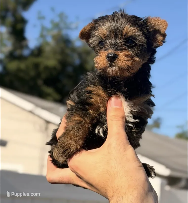Lucas – Yorkshire Terrier puppy for sale in Orlando, FL