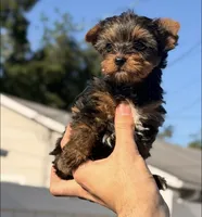 Lucas, a male Yorkshire Terrier for sale in Orlando, FL – 1 of 3