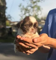 Teo, a male Shih Tzu for sale in Beverly Hills, FL – 2 of 5