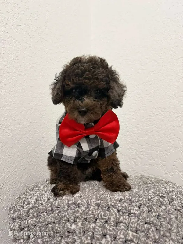 Terry  – Poodle - Toy  puppy for sale in Orlando, FL