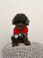 Terry , a male Poodle - Toy  for sale in Orlando, FL – 1 of 1