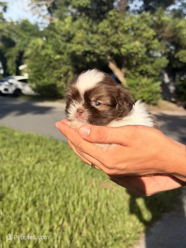 Teo – Shih Tzu puppy for sale in Beverly Hills, FL