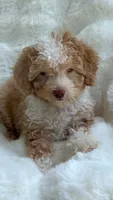 Nina, a female Poodle - Toy  for sale in Orlando, FL – 4 of 5