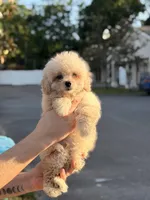 Kunno , a male Poodle - Toy  for sale in Orlando, FL – Photo 2 of 2