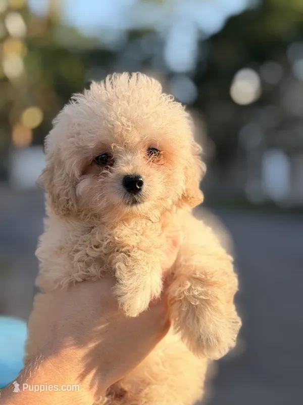 Kunno  – Poodle - Toy  puppy for sale in Orlando, FL