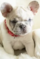 Lulú🩶, a female French Bulldog for sale in Orlando, FL – 1 of 3