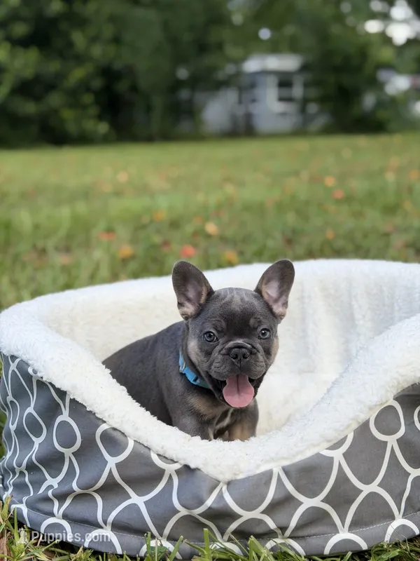 Seuz – French Bulldog puppy for sale in Orlando, FL