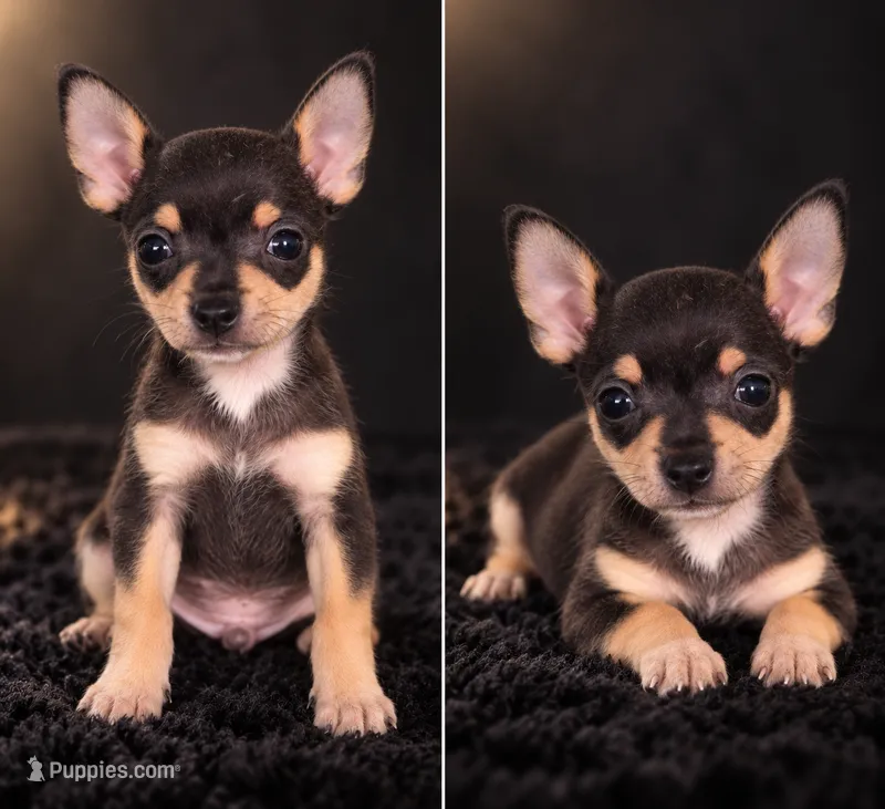 Dina – Chihuahua puppy for sale in Beverly Hills, FL