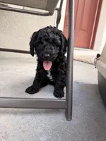 Darling, a female Miniature Goldendoodle for sale in Orlando, FL – 3 of 3