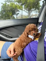 Lola, a female Poodle - Toy  for sale in Orlando, FL – Photo 2 of 2