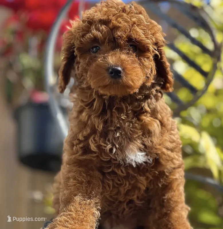 Teddy – Miniature Goldendoodle puppy for sale in Orlando, FL