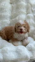Nina, a female Poodle - Toy  for sale in Orlando, FL – 2 of 5