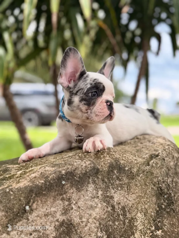 Akiles🤍 – French Bulldog puppy for sale in Spring Hill, FL