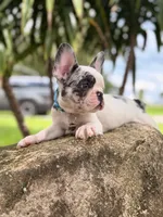 Akiles🤍, a male French Bulldog for sale in Spring Hill, FL – 1 of 6