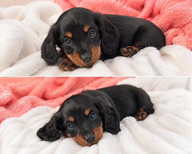Coockie🖤🤎 – Miniature Dachshund puppy for sale in Orlando, FL