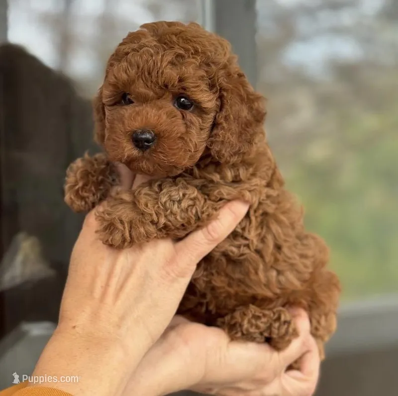 Teddy – Poodle - Toy  puppy for sale in Orlando, FL