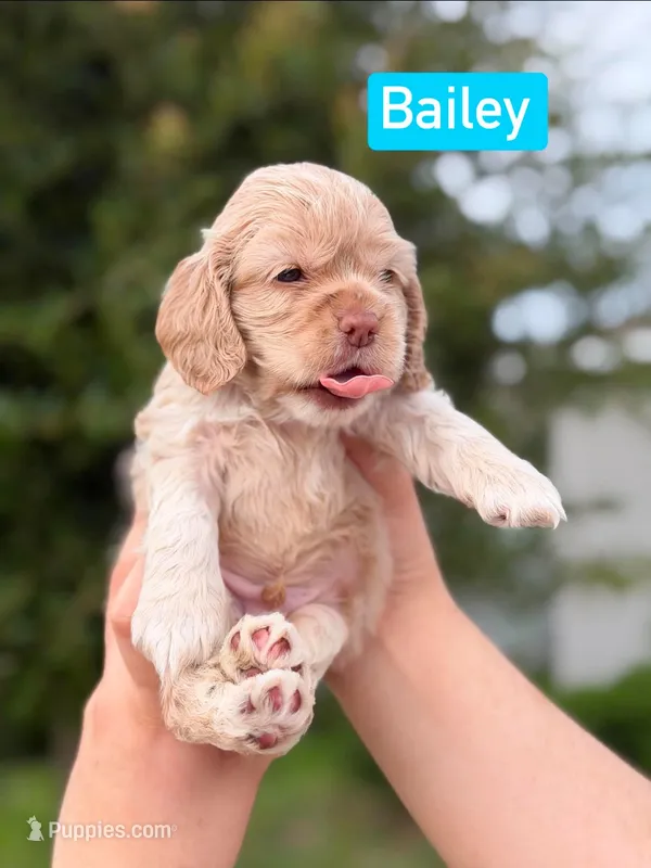 Lilo – Cocker Spaniel puppy for sale in Orlando, FL